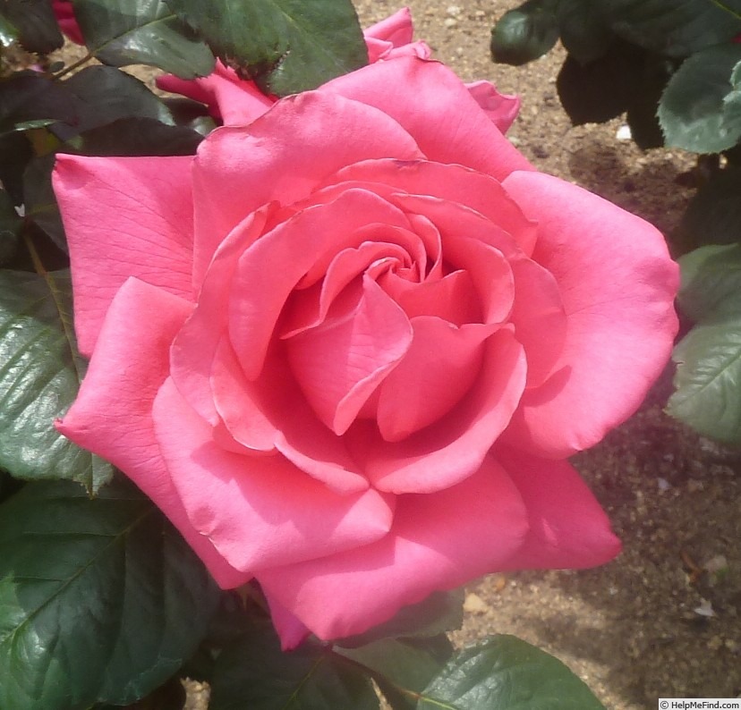 'Red Hiroshima' rose photo