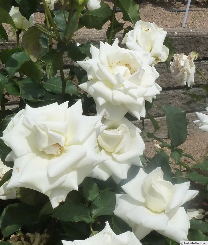 'Madame Sachi' rose photo