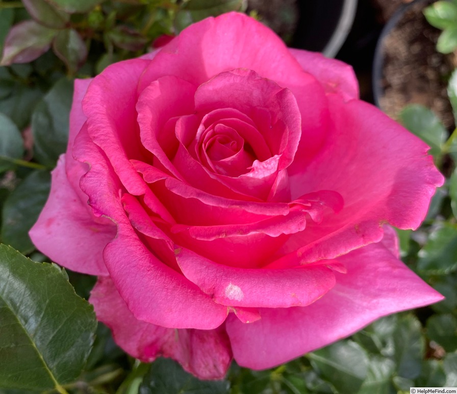 'Simply Samantha' rose photo