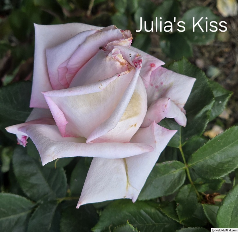 'Julia's Kiss' rose photo