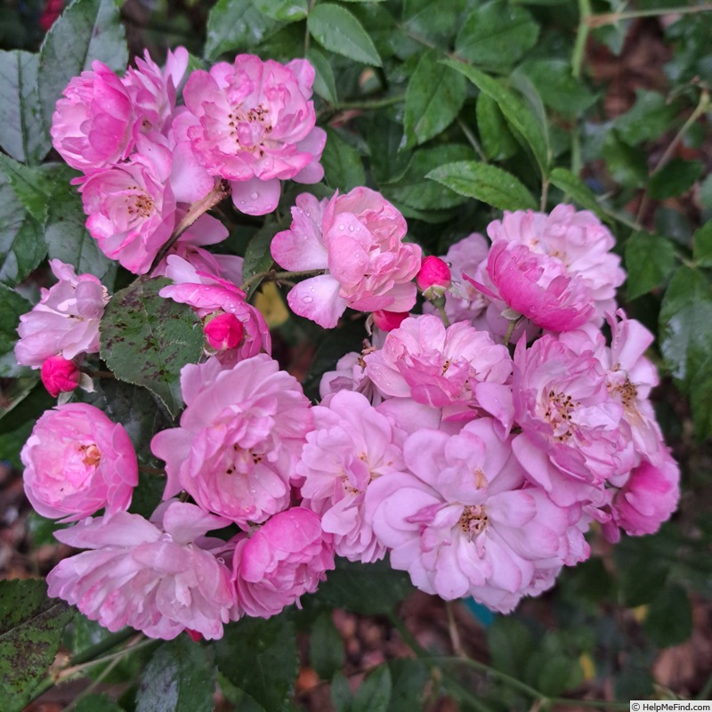 'Petite Coquine de Chédigny' rose, click to enlarge 'Petite Coquine de Chédigny' rose photo