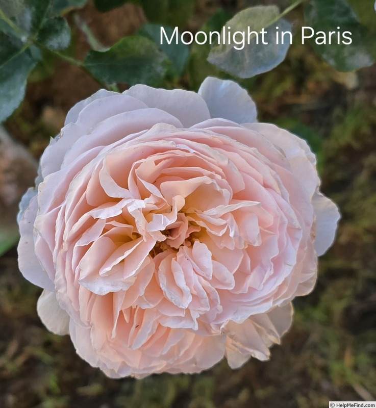 'Moonlight in Paris ™' rose photo