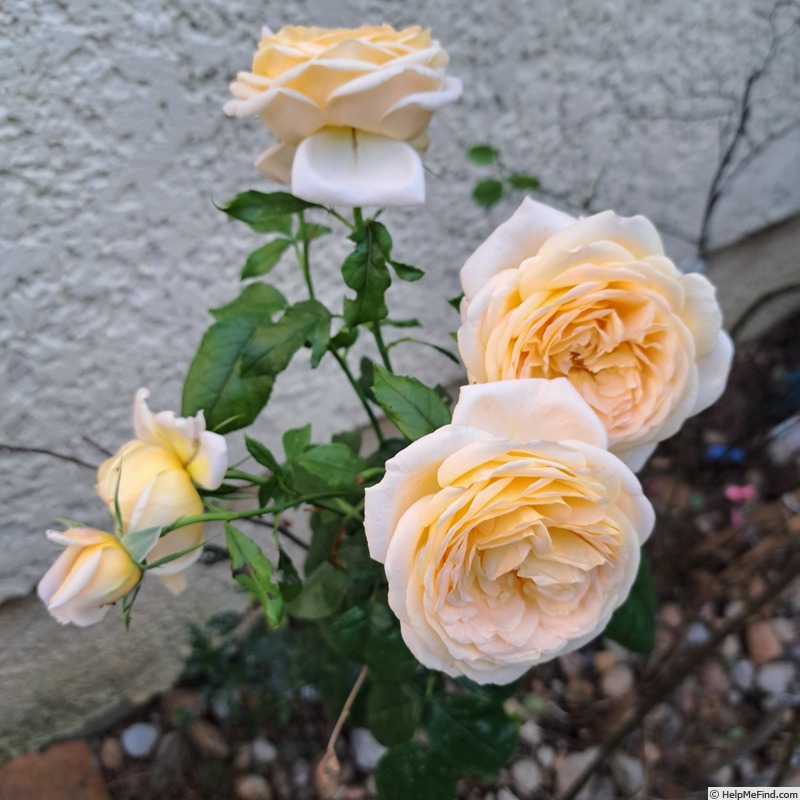 'Domaine de Chantilly®' rose, click to enlarge 'Domaine de Chantilly®' rose photo