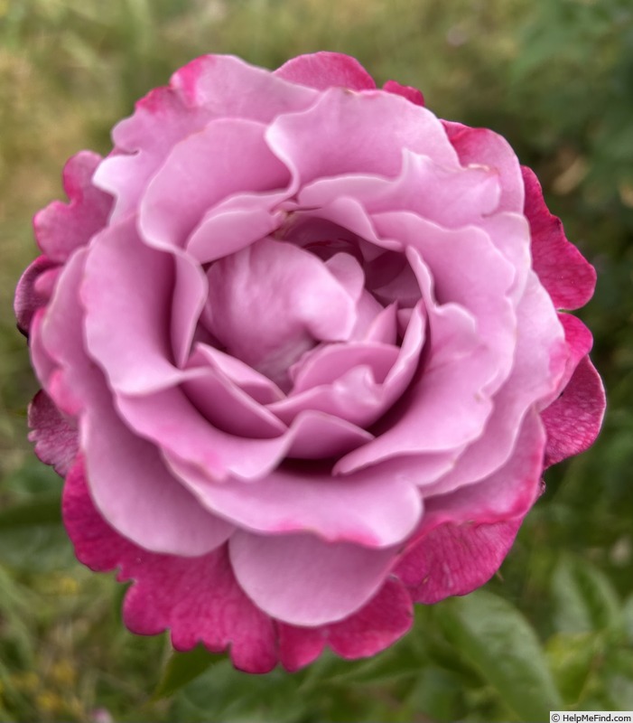 'Muriel Robin ®' rose photo