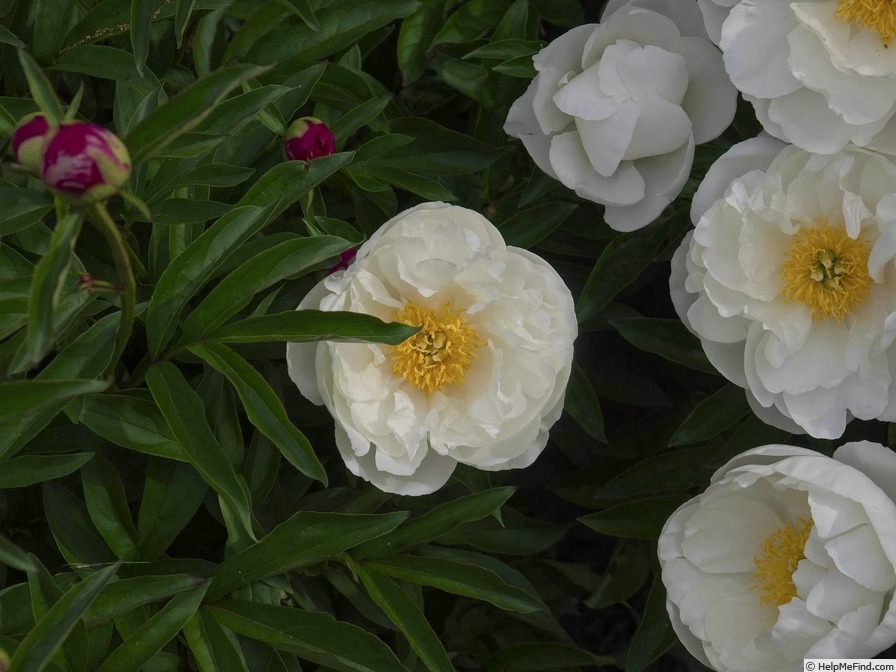 'Miss America' peony photo