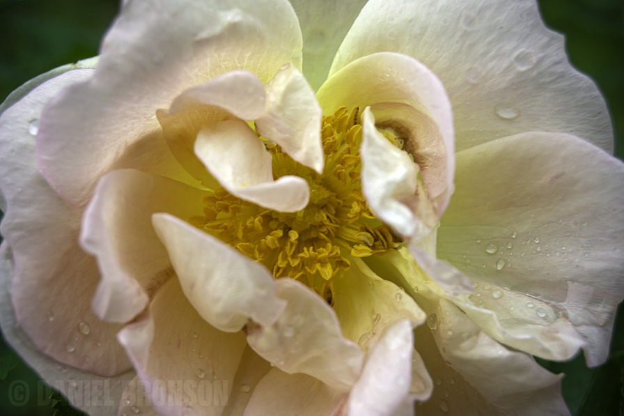 'Prairie Peace' rose photo