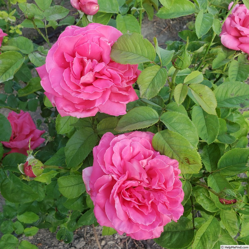 'Maria Callas' rose photo