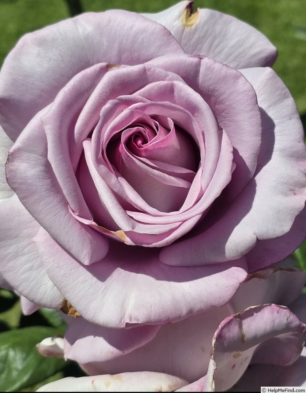 'Neptune ™ (hybrid tea, Carruth, 2003)' rose photo
