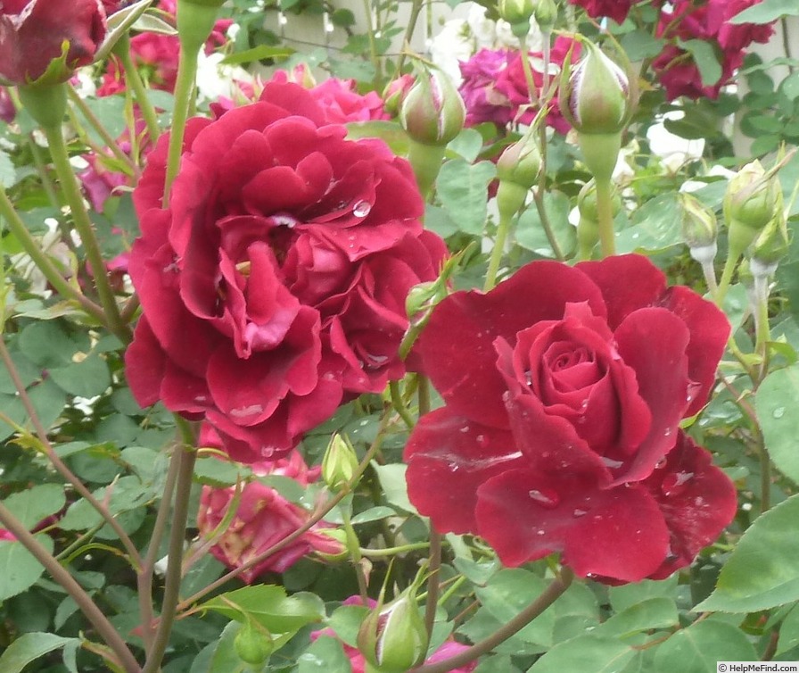 'Château de Clos Vougeot' rose photo