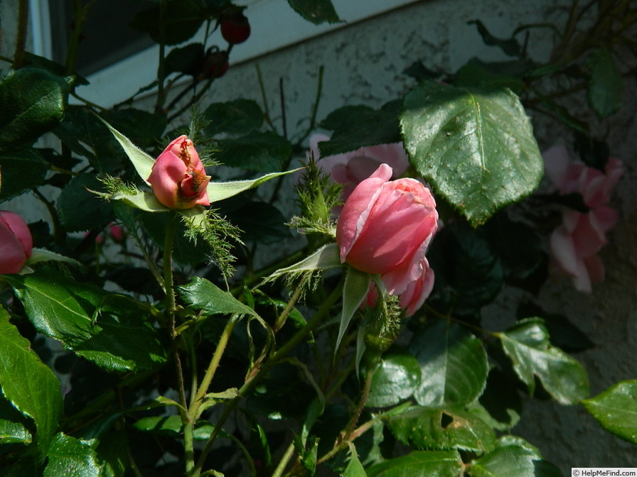 'Crested Abundance' rose, click to enlarge 'Crested Abundance' rose photo