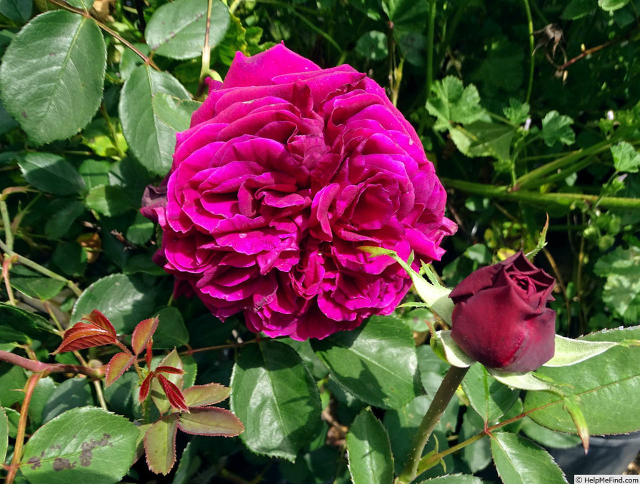 'The Prince ®' rose photo