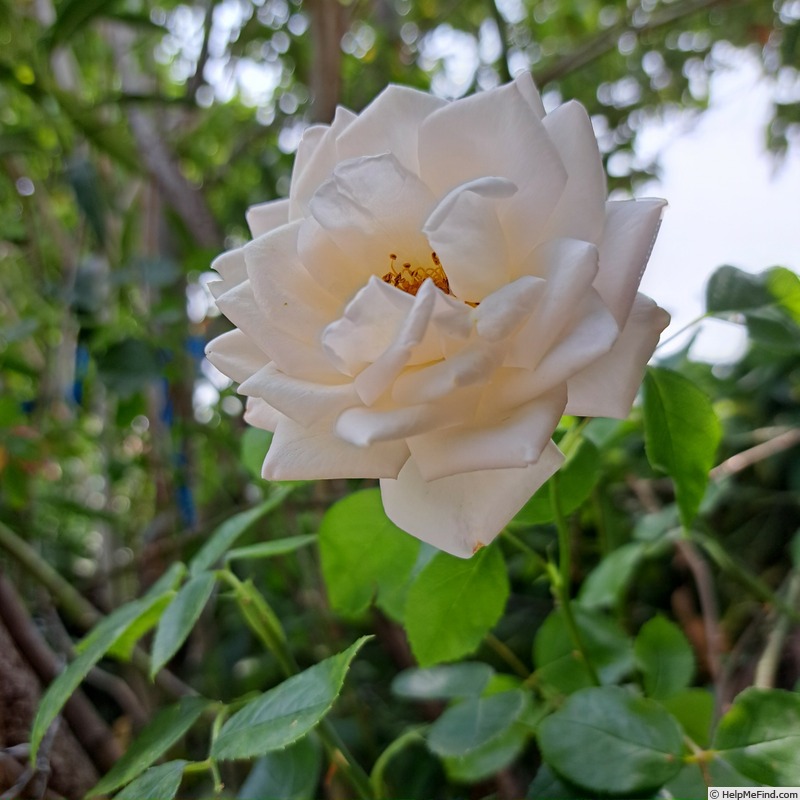 'Martine Guillot ®' rose photo