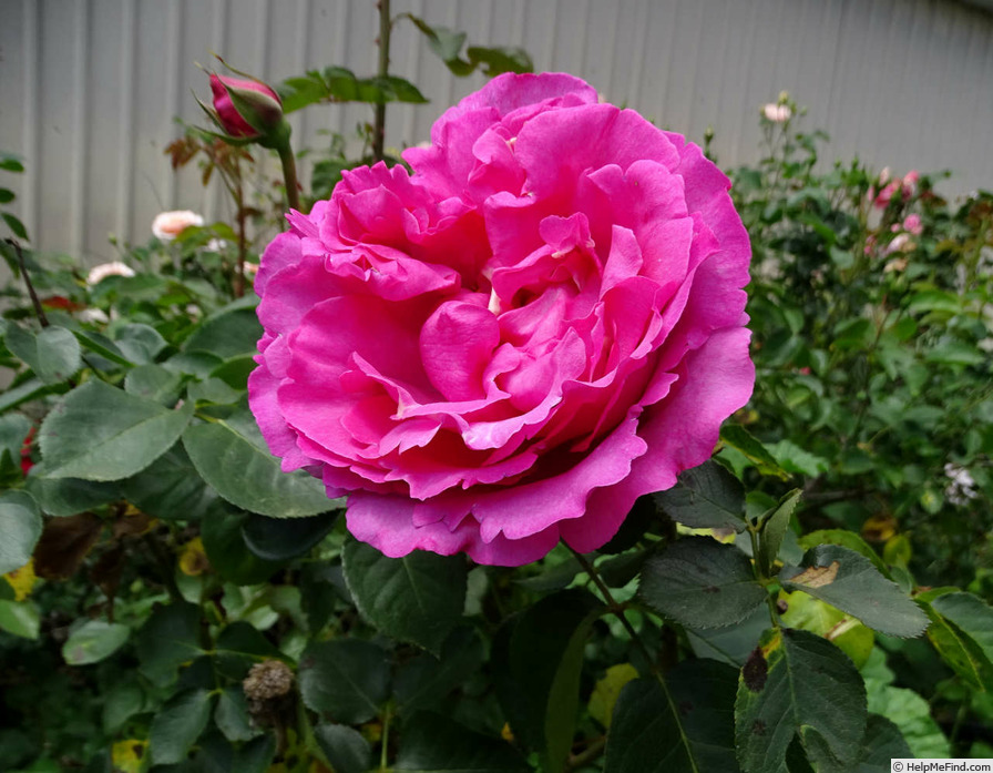 'Yves Piaget ®' rose photo
