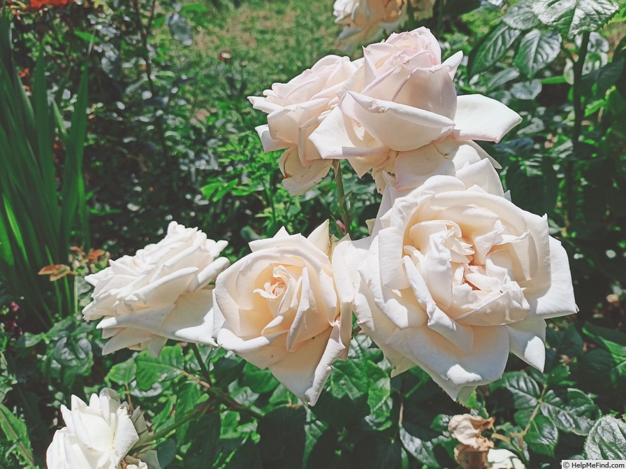 'Madame Anisette ®' rose photo
