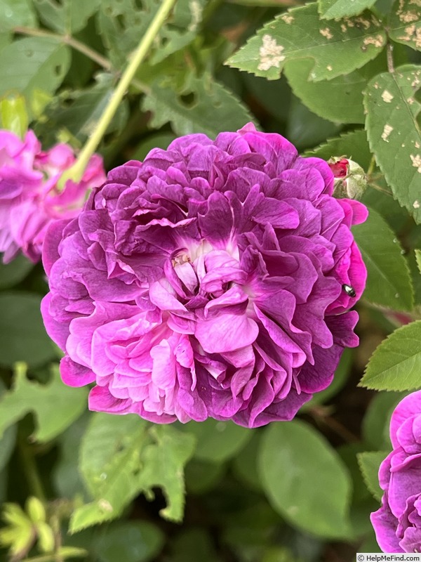 'Genéral Stefánik' rose photo