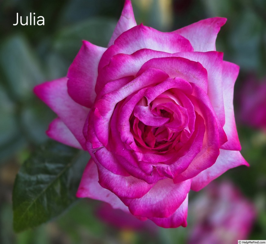 'Julia ® (hybrid tea, Adam 2001)' rose photo