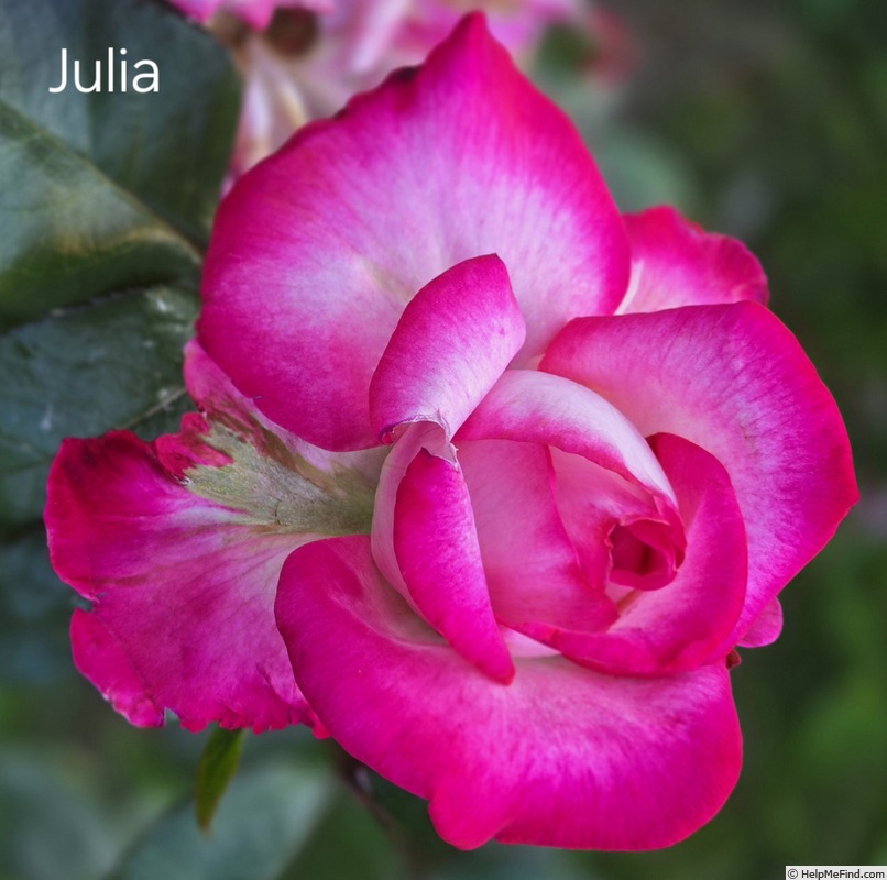'Julia ® (hybrid tea, Adam 2001)' rose photo