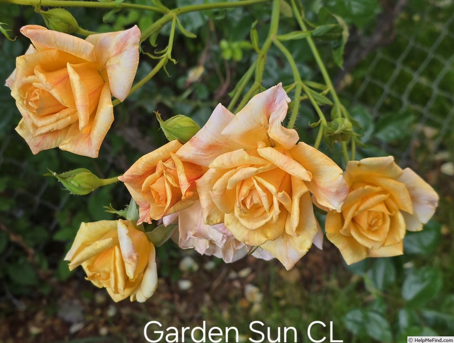 'Garden Sun' rose, click to enlarge 'Garden Sun' rose photo