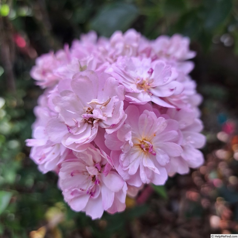 'Petite Coquine de Chédigny' rose, click to enlarge 'Petite Coquine de Chédigny' rose photo