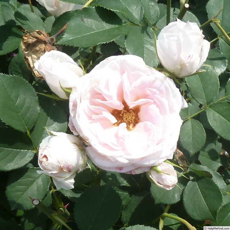 'Pink Chiffon (floribunda, Boerner 1956)' rose photo