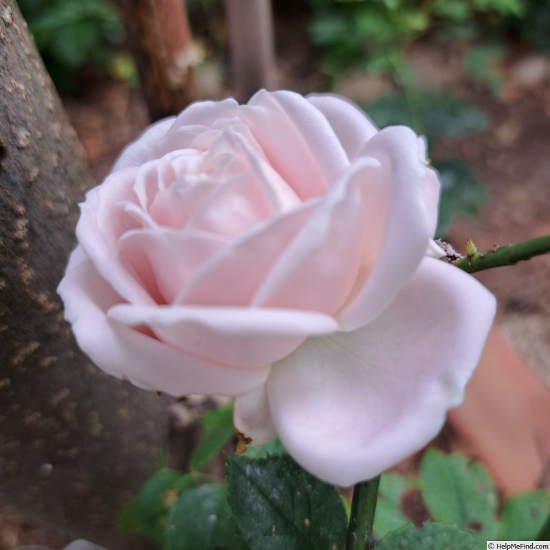 'Perle d'Amour' rose photo