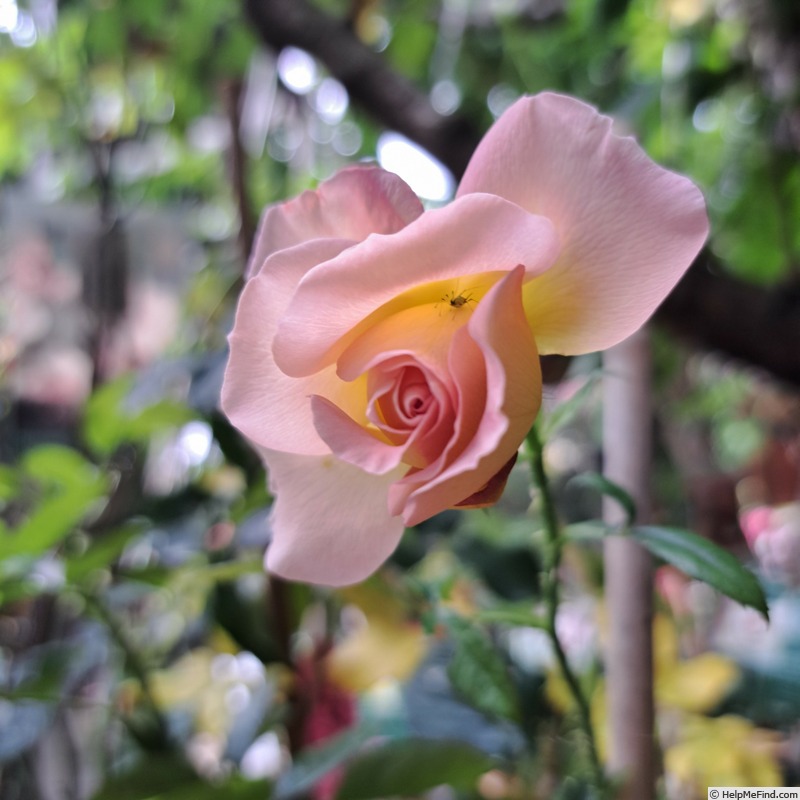 'Pink Paradise (hybrid tea, Delbard, 2004/11)' rose photo