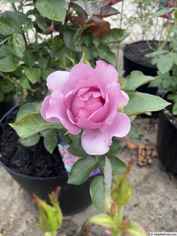'Love Song (floribunda, Carruth 2011)' rose photo