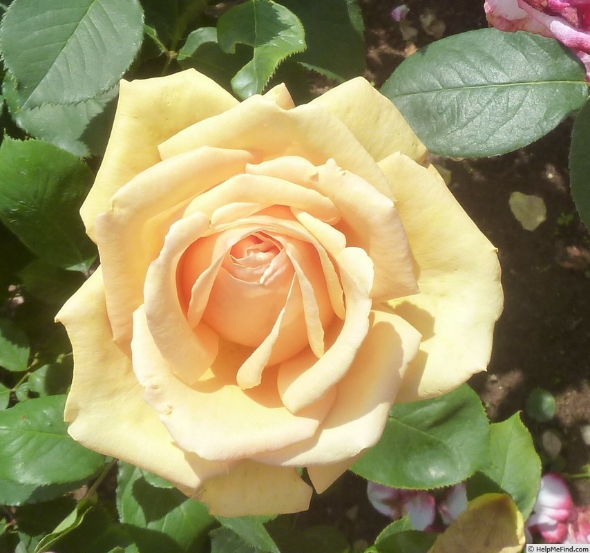 'Valencia ® (hybrid tea, Kordes before 1987)' rose photo