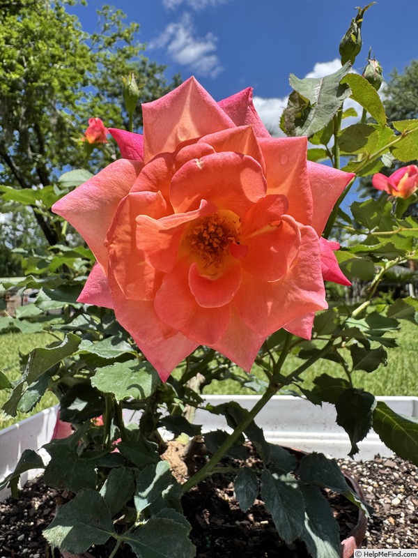'Granada (hybrid tea, Lindquist, 1963)' rose photo