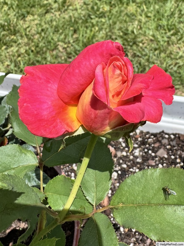 'Granada (hybrid tea, Lindquist, 1963)' rose photo