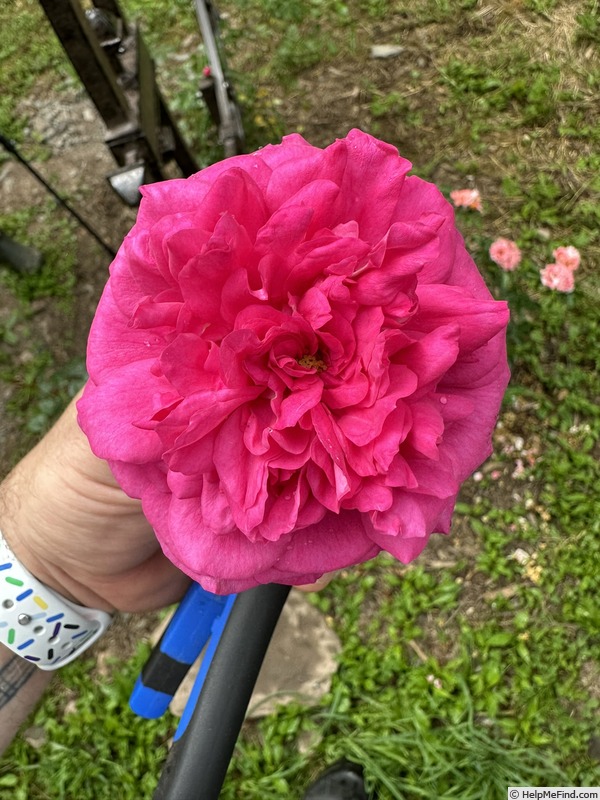 'Laguna ® (Large Flowered Climber, Kordes 1994)' rose photo