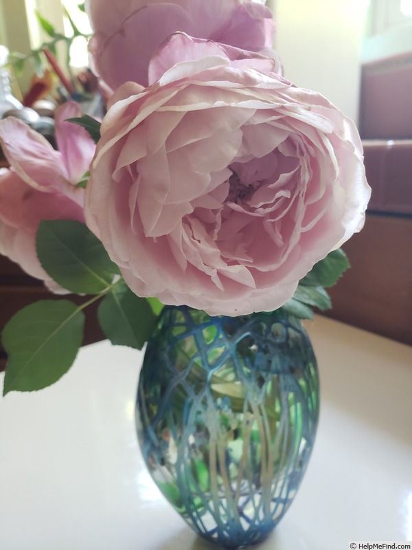 'Cathedral Bells' rose photo