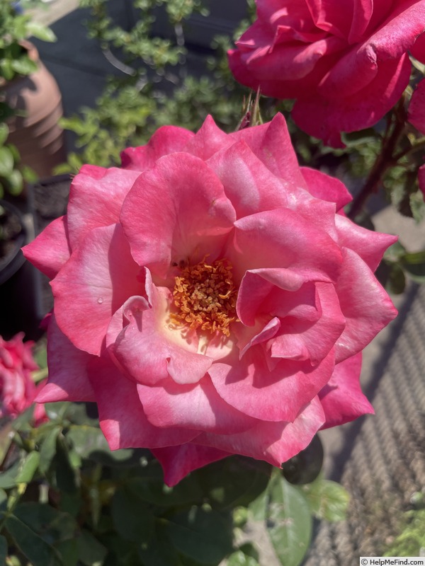 'First Prize' rose photo