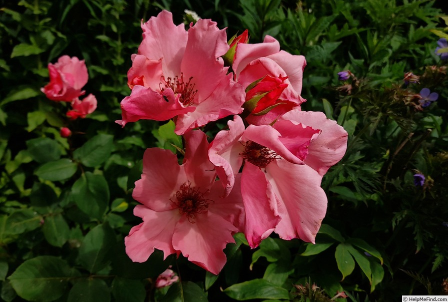 'Dainty Bess' rose photo