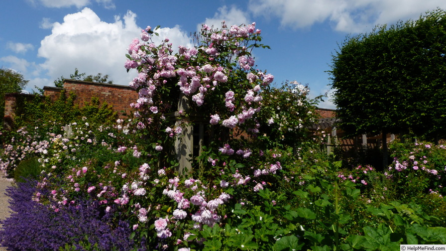 'The Generous Gardener' rose photo