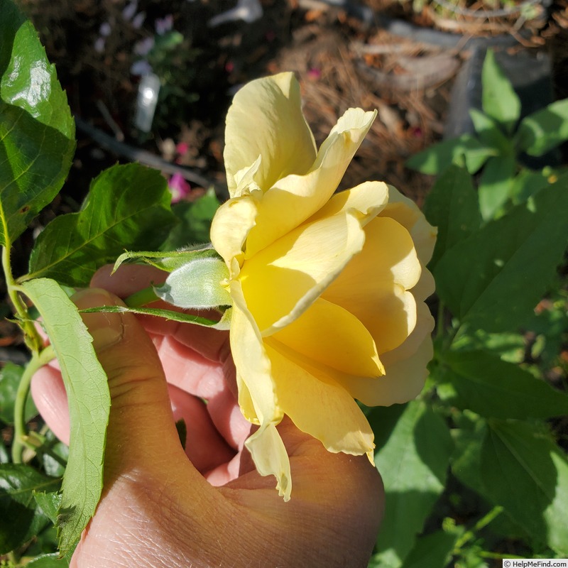'Helen Hayes' rose photo