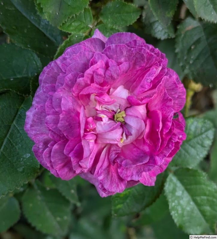 'Belle de Crécy (Gallica, Roeser, 1829)' rose photo