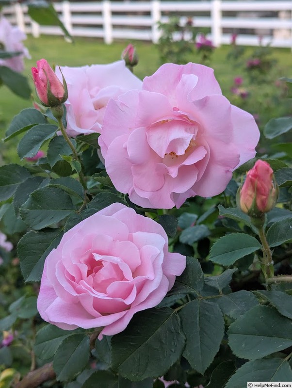 'Nymphenburg' rose, click to enlarge 'Nymphenburg' rose photo