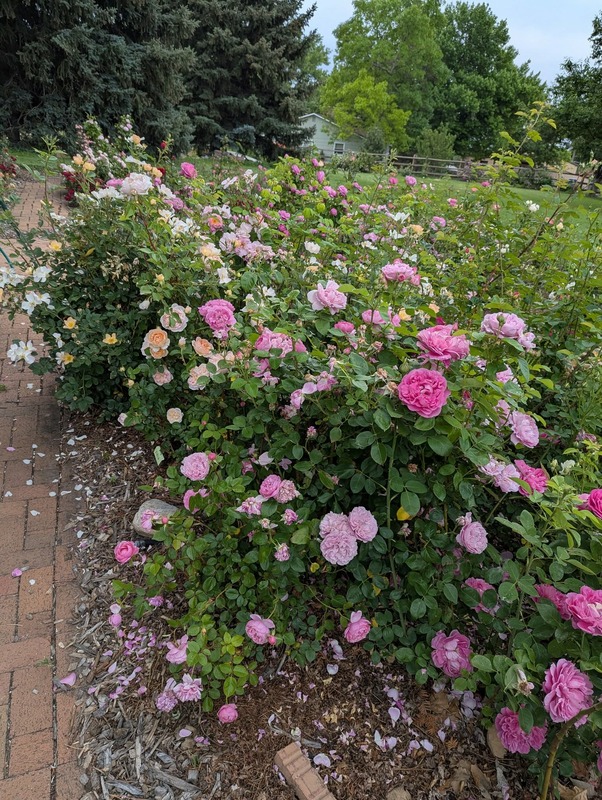 'Cheryl Netter's Rose Garden'  photo
