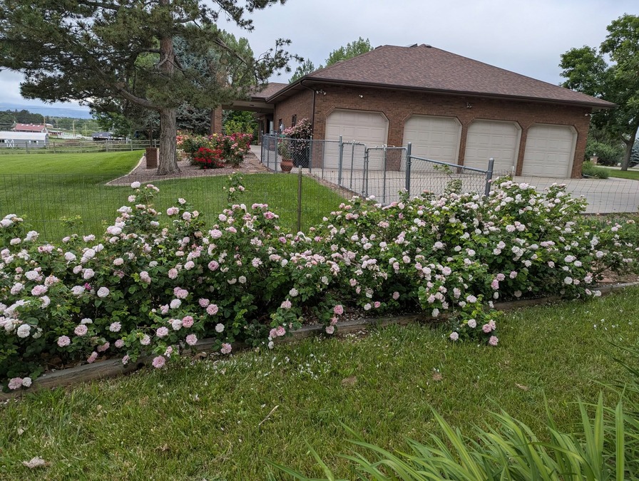 'Cheryl Netter's Rose Garden'  photo