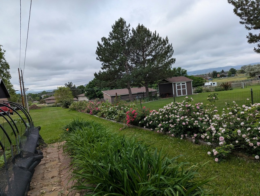 'Cheryl Netter's Rose Garden'  photo