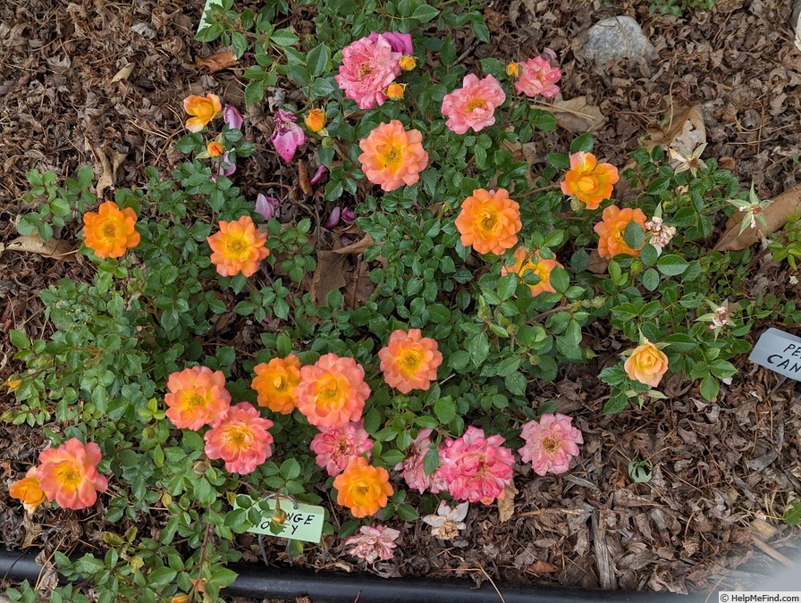 'Orange Honey' rose, click to enlarge 'Orange Honey' rose photo