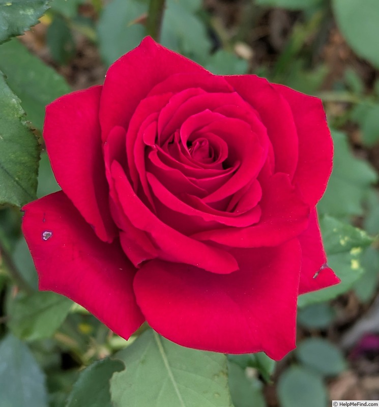 'Olympiad ™ (hybrid tea, McGredy 1972)' rose photo