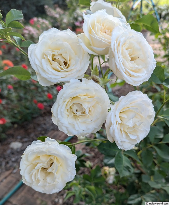 'Perdita (shrub, Austin 1982)' rose photo
