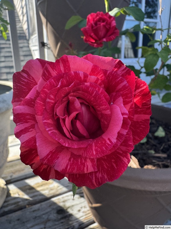 'Red Intuition' rose photo