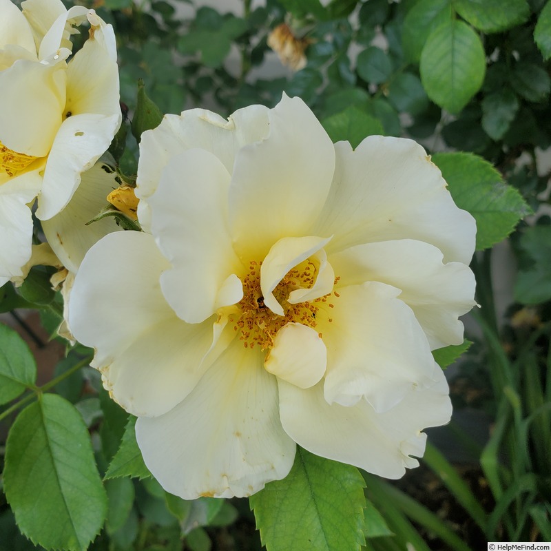 'Topaz Jewel' rose photo