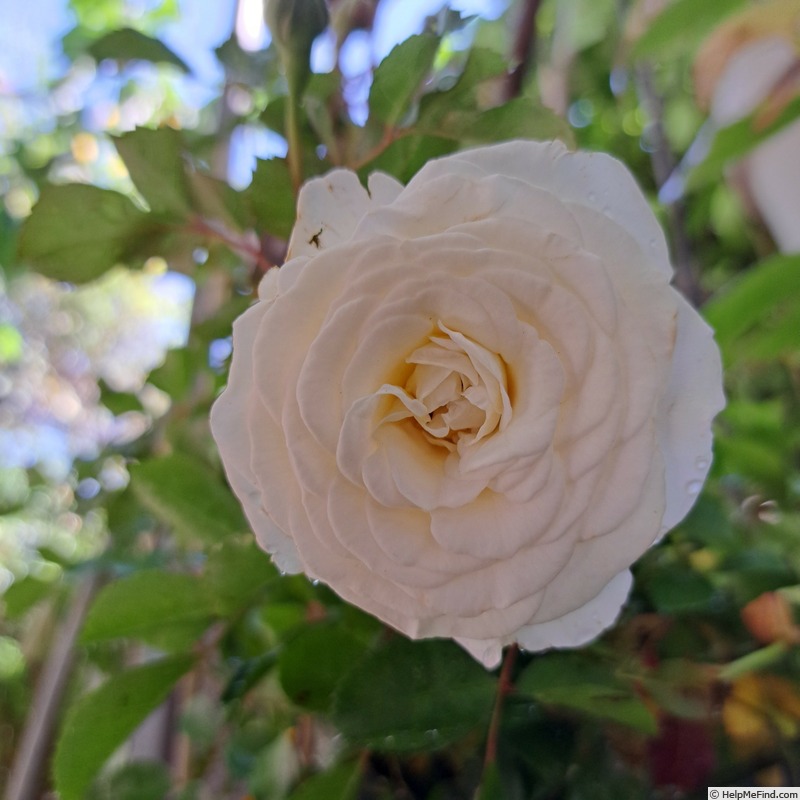 'Schneeküsschen ® (miniature, Kordes 2005/16)' rose photo