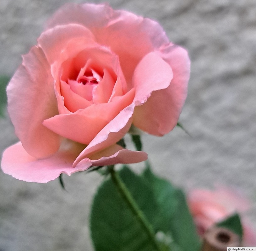 'Botticelli ®' rose photo