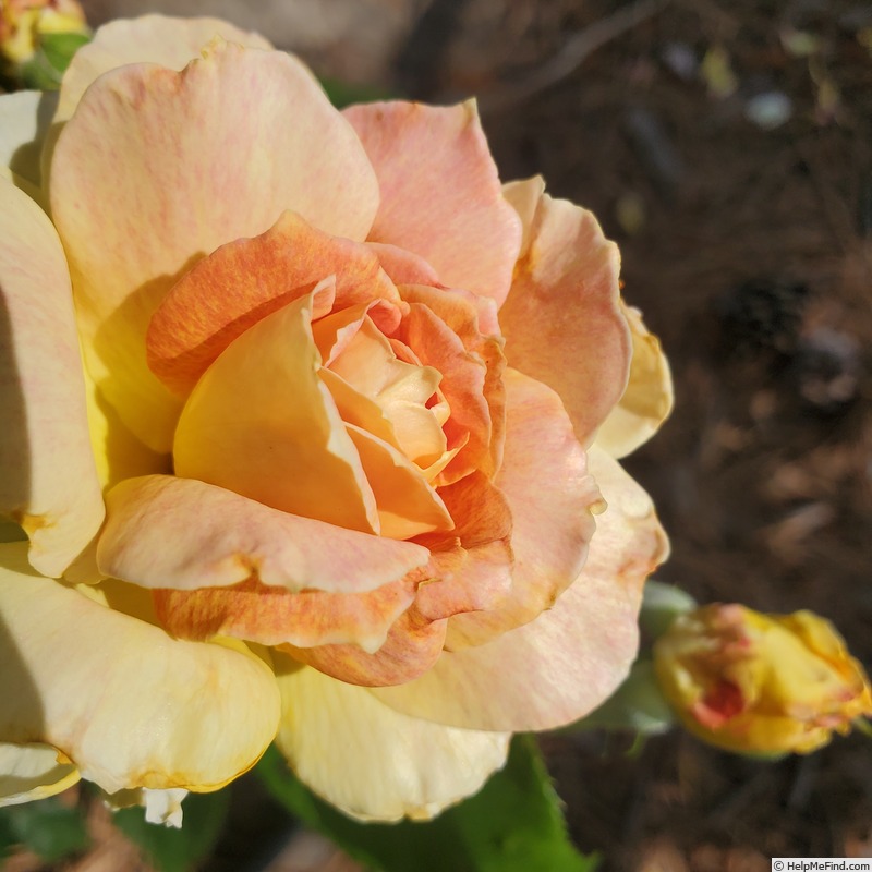 'Helen Hayes' rose photo