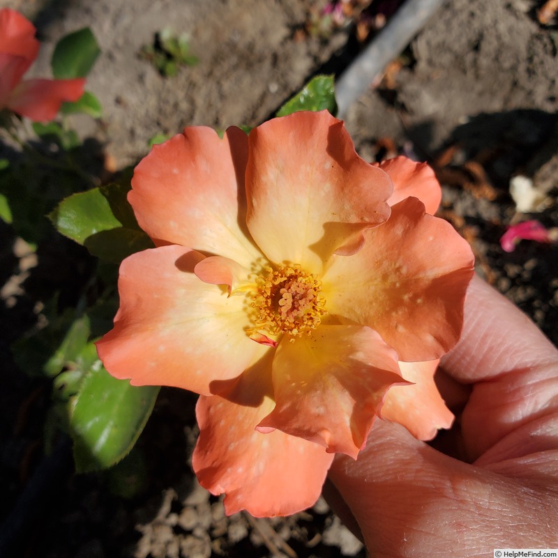 'Playboy ®' rose photo